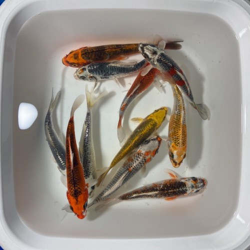 Carpa Koi Gost (Israele)