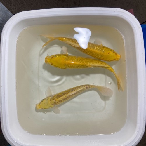 Koi Yellow Yamabuki