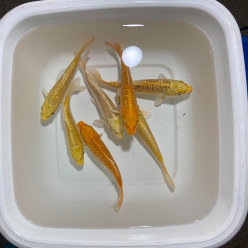 Koi Yellow Yamabuki