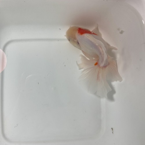 Oranda Sakura Goosehead...