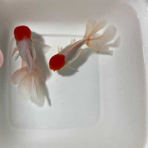 Oranda RedCap (Thailandia)