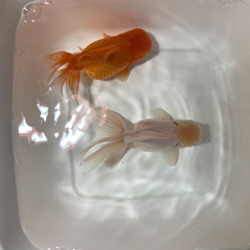Oranda Lionhead   (Thailandia)