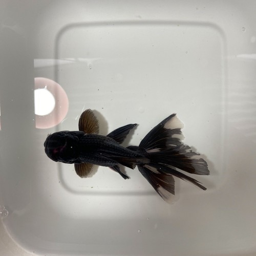 Oranda Tiger Head (Thailandia)